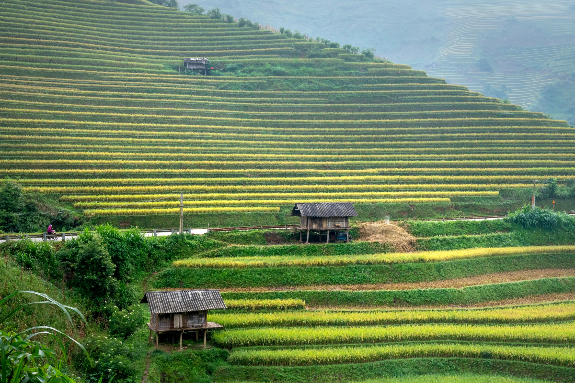 a group of houses sitting on top of a lush green hillside, inspired by Wang Yi, trending on unsplash, vietnam war, immaculate rows of crops, lpoty, hut