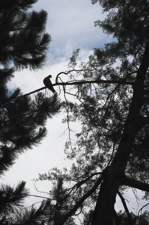 a bird sitting on top of a tree branch, in avila pinewood, looks like a tree silhouette, a high angle shot, about to step on you