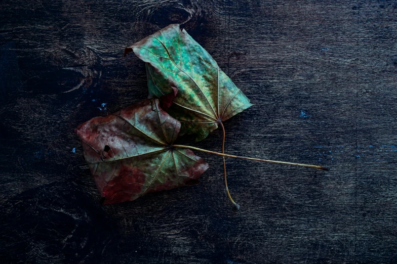 a close up of a leaf on a wooden surface, by Elsa Bleda, art photography, multicolored, shot on hasselblad, rustic, 15081959 21121991 01012000 4k