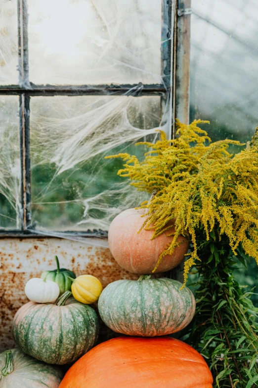 a pile of pumpkins sitting next to a window, pexels contest winner, in bloom greenhouse, webs, herbs, pastel'