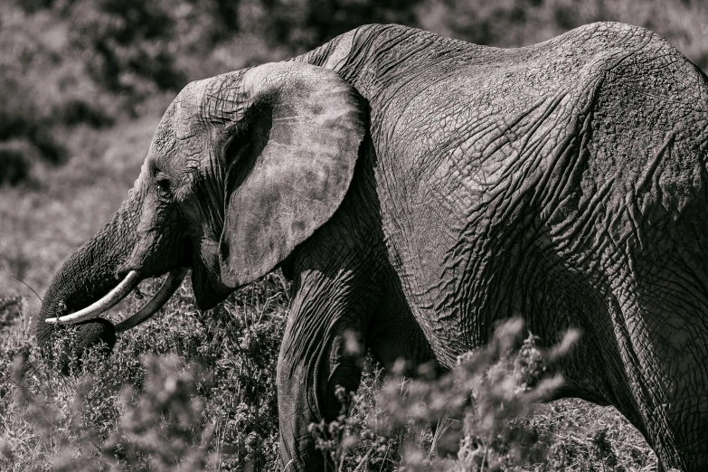 a black and white photo of an elephant in the wild, by Peter Churcher, process art, detailed photograph high quality, 8k archival print, dappled, highly detailded'