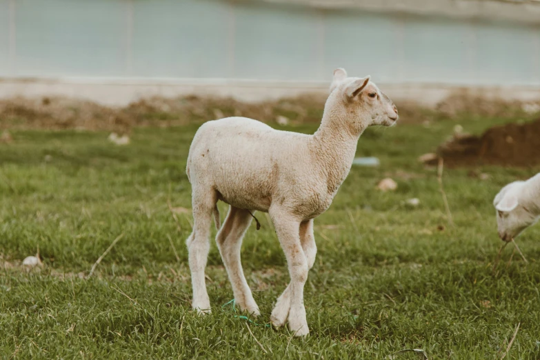 a couple of sheep standing on top of a lush green field