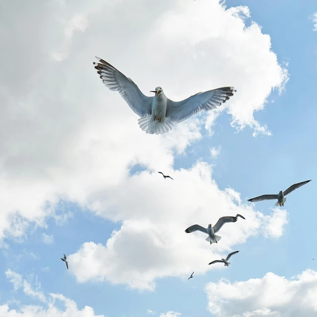 a flock of seagulls flying through a cloudy blue sky, a photo, pexels contest winner, worms eye view, 2022 photograph, grey, mina petrovic