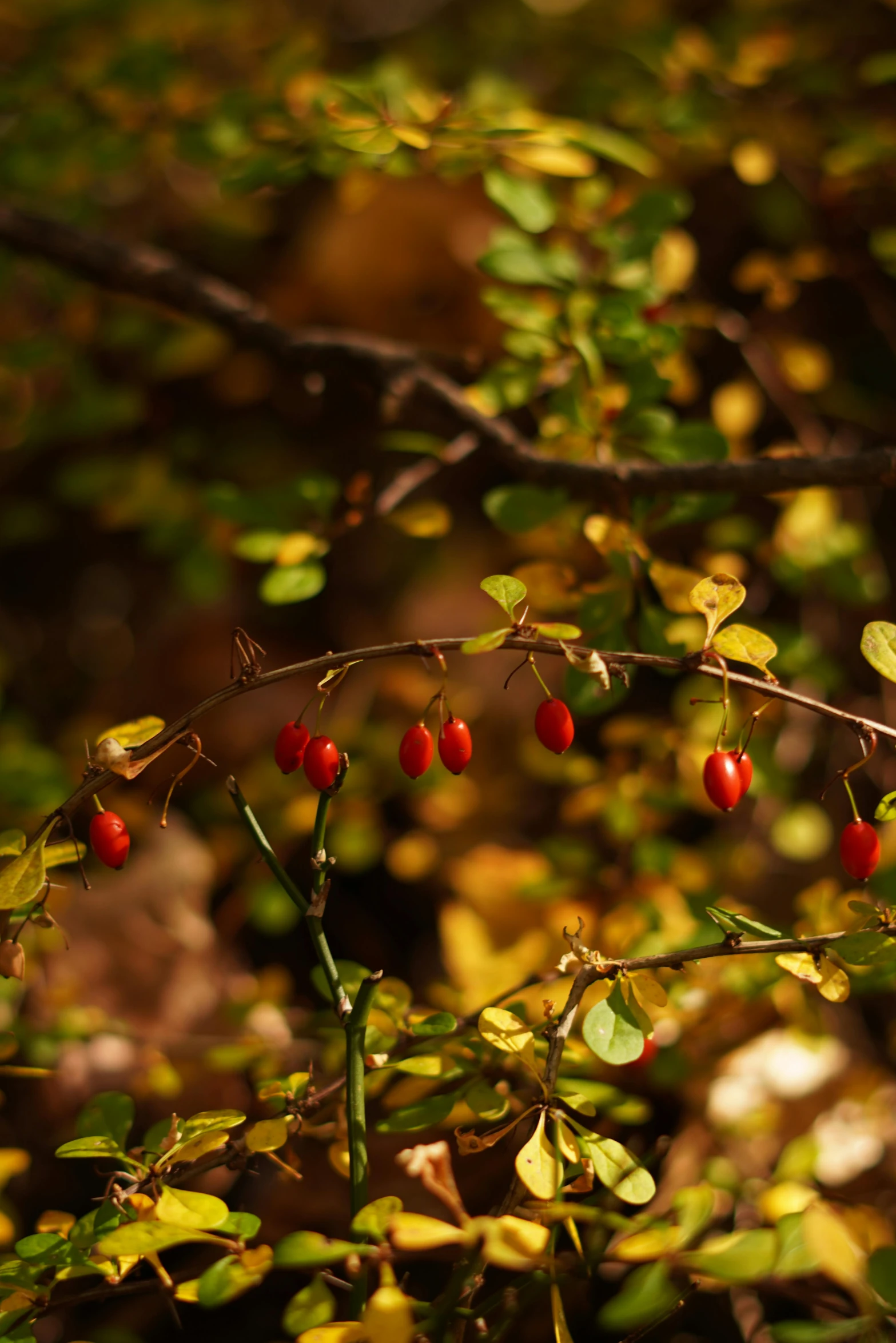 a bush filled with lots of red berries, inspired by Elsa Bleda, unsplash, yellow and red, pods, medium - shot, detail shot