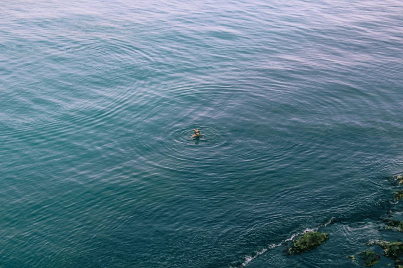 a person in a body of water with a surfboard, by Elsa Bleda, pexels contest winner, minimalism, birds - eye view, dark green water, turtle, gulf of naples
