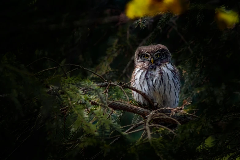 a small owl sitting on top of a tree branch, a portrait, by Jesper Knudsen, pexels contest winner, in dark forest, canvas, concerned, fine art print