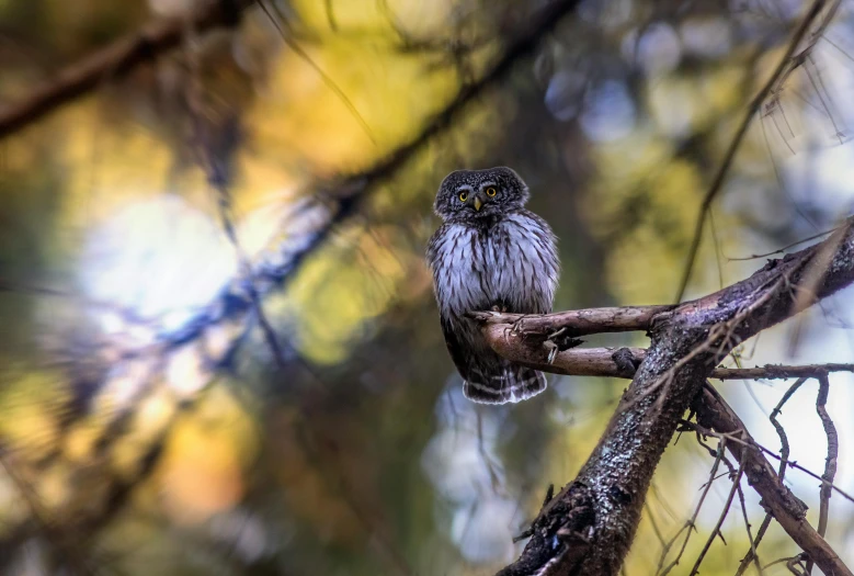 a small bird sitting on top of a tree branch, a portrait, by Ibrahim Kodra, pexels contest winner, alien owl, soaking wet, “ iron bark, hunting