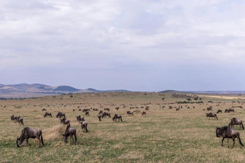 a herd of animals standing on top of a grass covered field, hurufiyya, as far as the eye can see, laura zalenga, panoramic photography, fan favorite