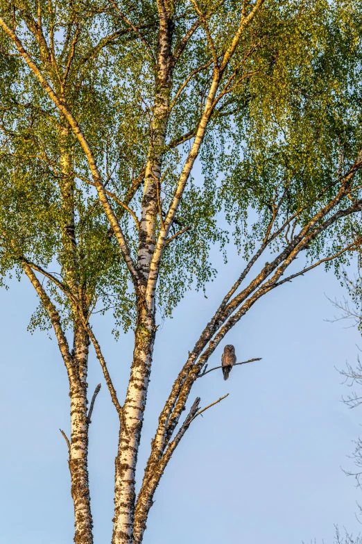 a couple of birds sitting on top of a tree, by Jan Tengnagel, pexels contest winner, birches, eagle, summer morning, high resolution photo