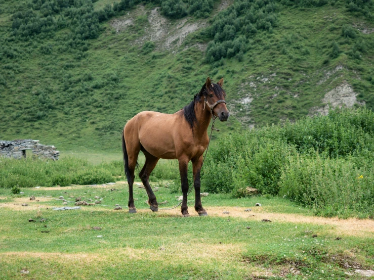 a brown horse standing on top of a lush green field, by Alison Geissler, pexels contest winner, figuration libre, alpes, caucasian, no cropping, khyzyl saleem