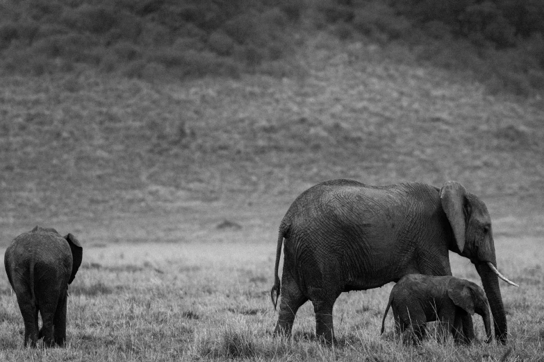 a herd of elephants walking across a grass covered field, a black and white photo, unsplash contest winner, pregnancy, gently caressing earth, phot, grain”