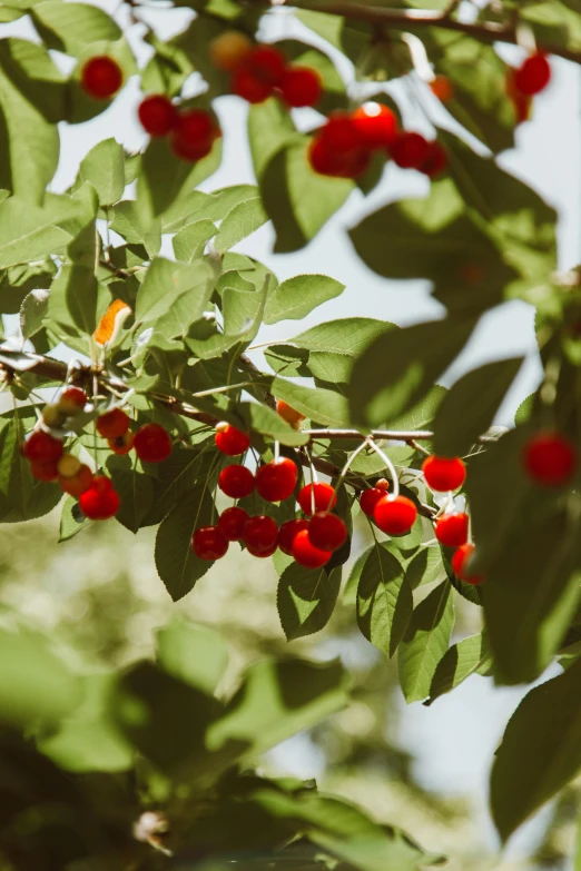 a bunch of ripe cherries hanging from a tree, by Julia Pishtar, pexels, loosely cropped, honeysuckle, new mexico, color photograph