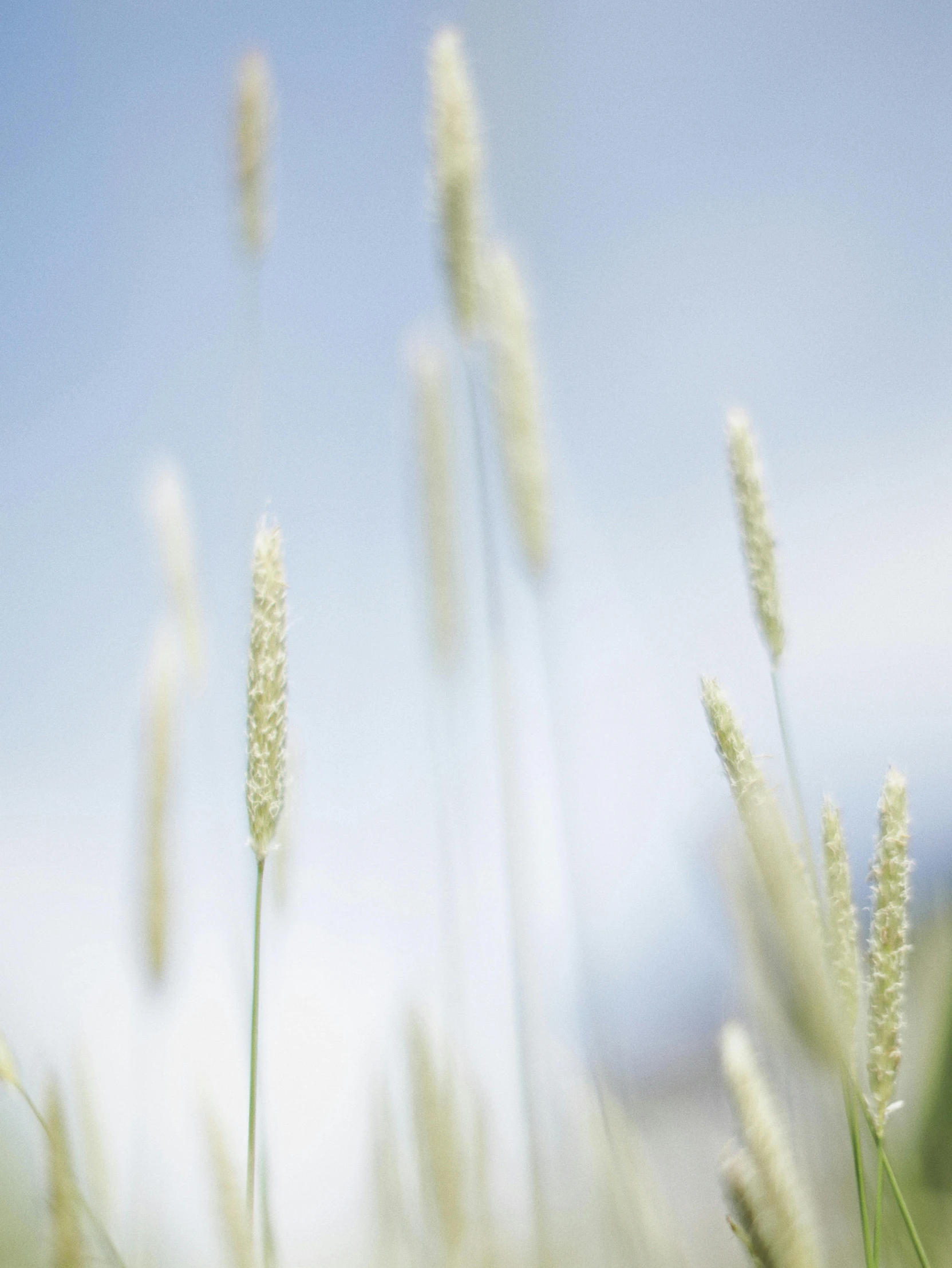 tall grass blowing in the wind on a sunny day, a digital rendering, by Adam Marczyński, unsplash, minimalism, seeds, white, colour photograph, multiple stories