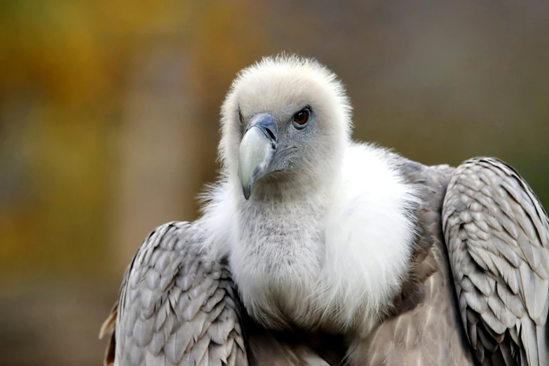 a large bird sitting on top of a tree branch, a portrait, pexels contest winner, hurufiyya, vulture, grey skinned, rugged face, no cropping