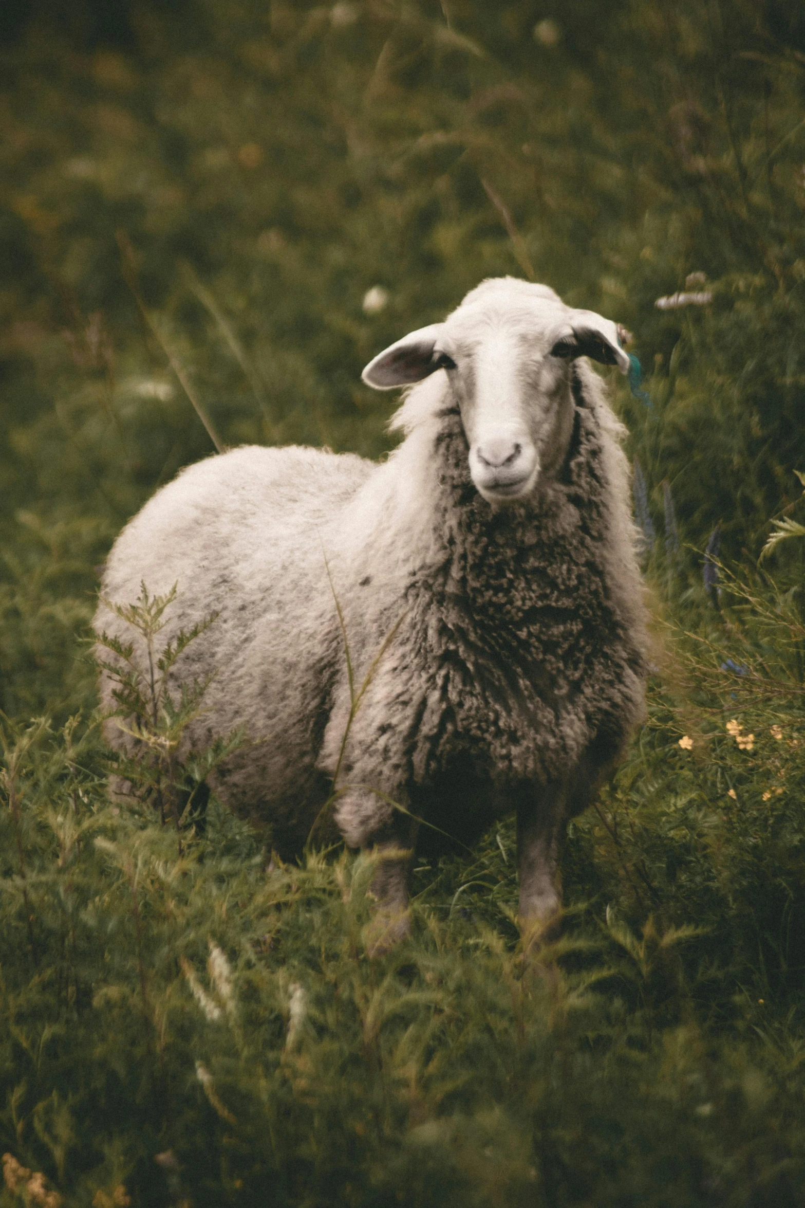 a sheep standing on top of a lush green field, in the grass