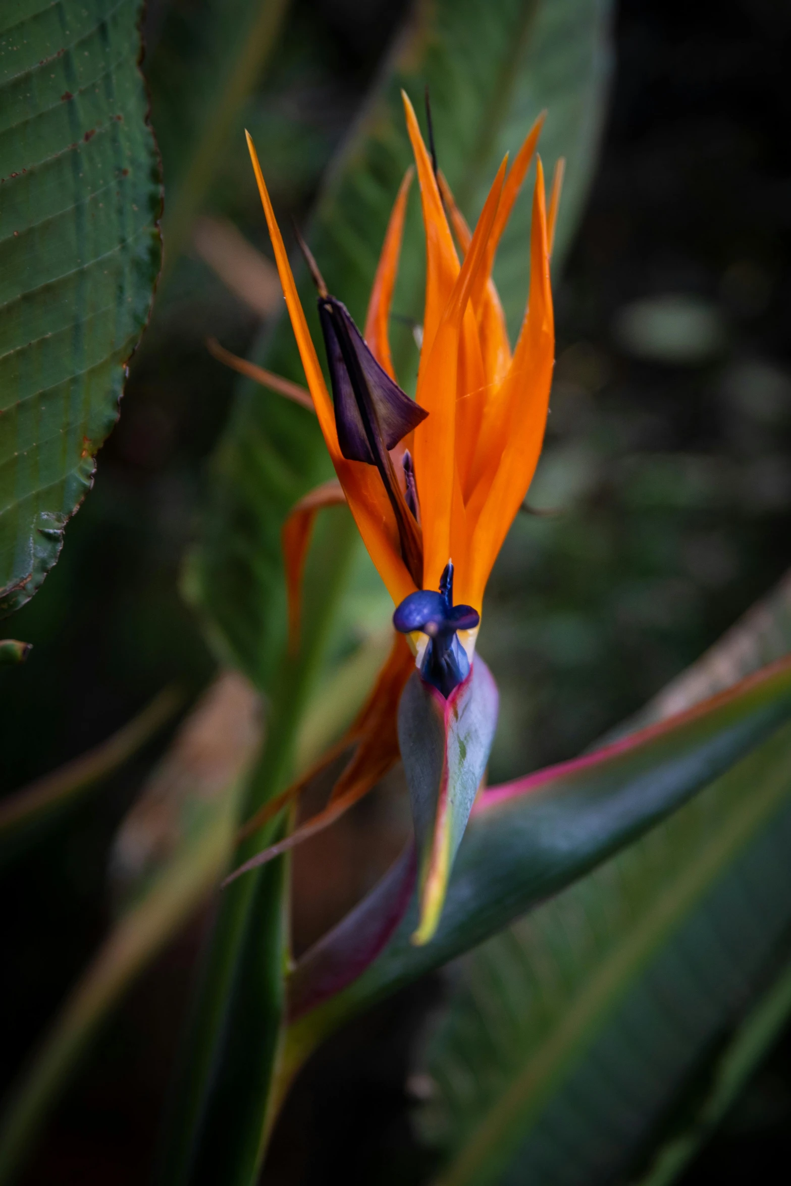 a close up of a bird of paradise flower, some orange and blue, flowers growing out of its head, some orange and purple, today\'s featured photograph 4k