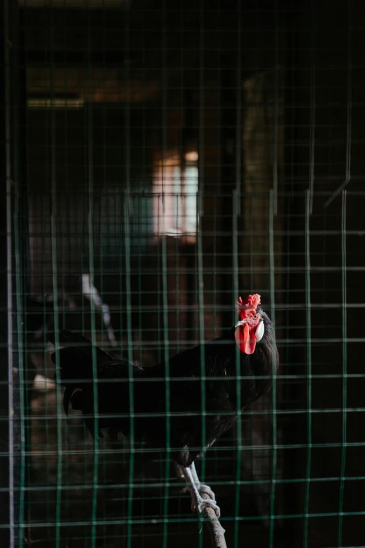 a close up of a bird in a cage, a portrait, unsplash, inside a farm barn, photographed for reuters, rooster, ( ( illustration