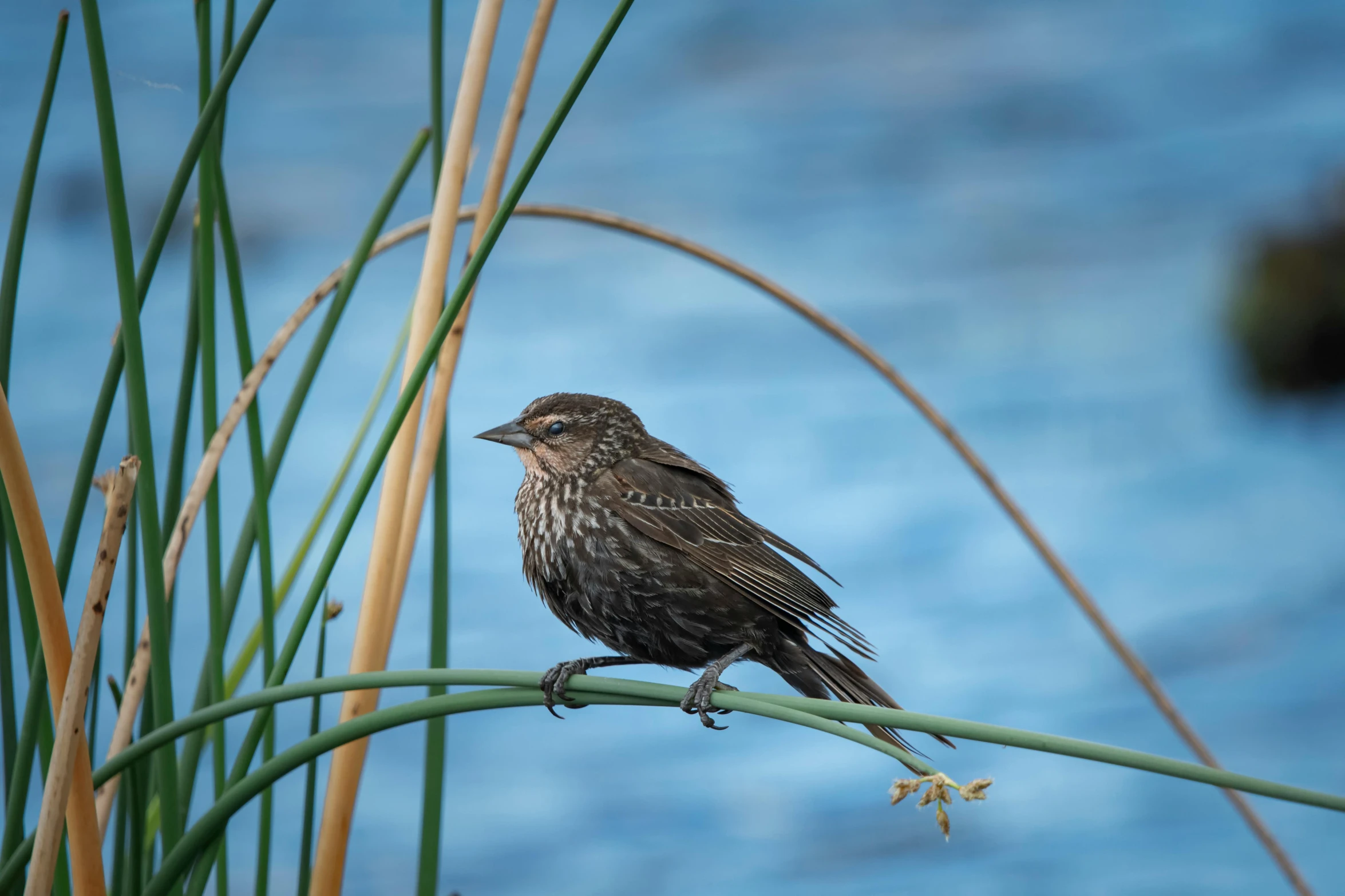 a bird sitting on top of a plant next to a body of water, by Jan Tengnagel, pexels contest winner, mid 2 0's female, black, reeds, hyperrealistic sparrows