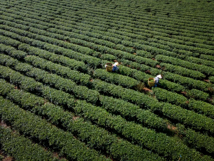 a group of people standing on top of a lush green field, by Yasushi Sugiyama, teapots, hd aerial photography, picking up a can beans, sao paulo