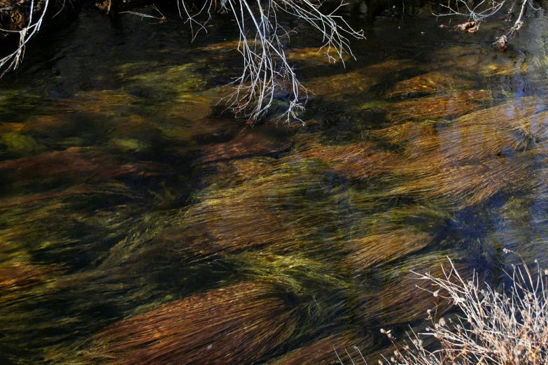 a stream running through a lush green forest, an album cover, unsplash, hurufiyya, fish swimming, brown, willows, ignant