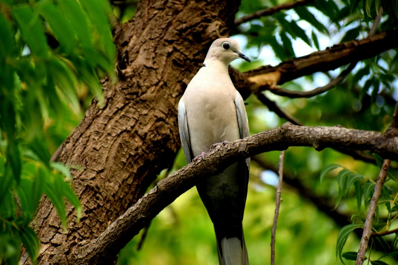 a white bird sitting on top of a tree branch, grey skinned, in jungle forest, dove in an ear canal, pale bluish skin