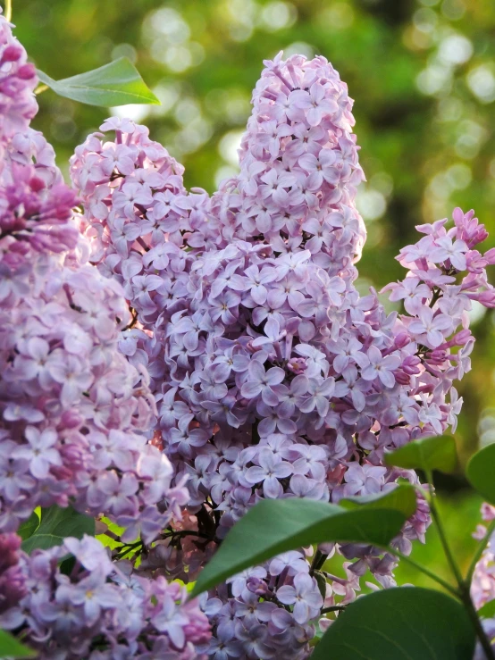 a close up of a bunch of purple flowers, tall purple and pink trees, lilacs, high-resolution photo, large)}]