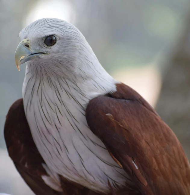 a close up of a bird of prey, pexels contest winner, hurufiyya, maroon and white, australian, high quality realistic, instagram post