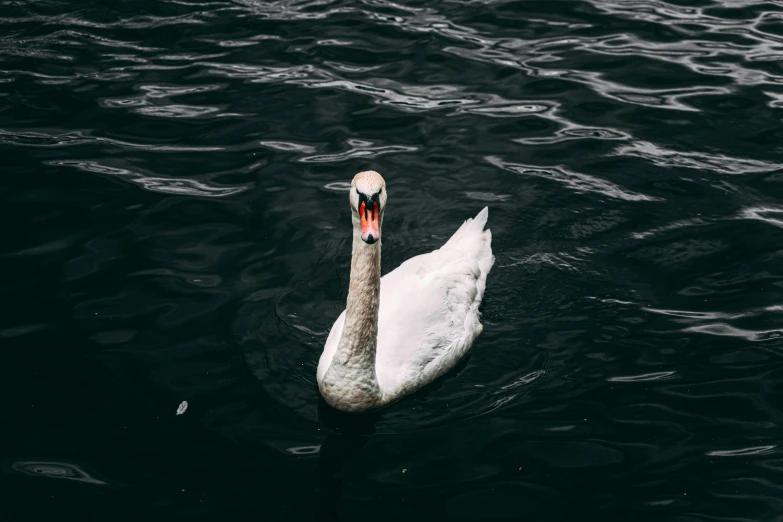 a white swan floating on top of a body of water, pexels contest winner, 🦩🪐🐞👩🏻🦳, staring hungrily, strong contrast, video