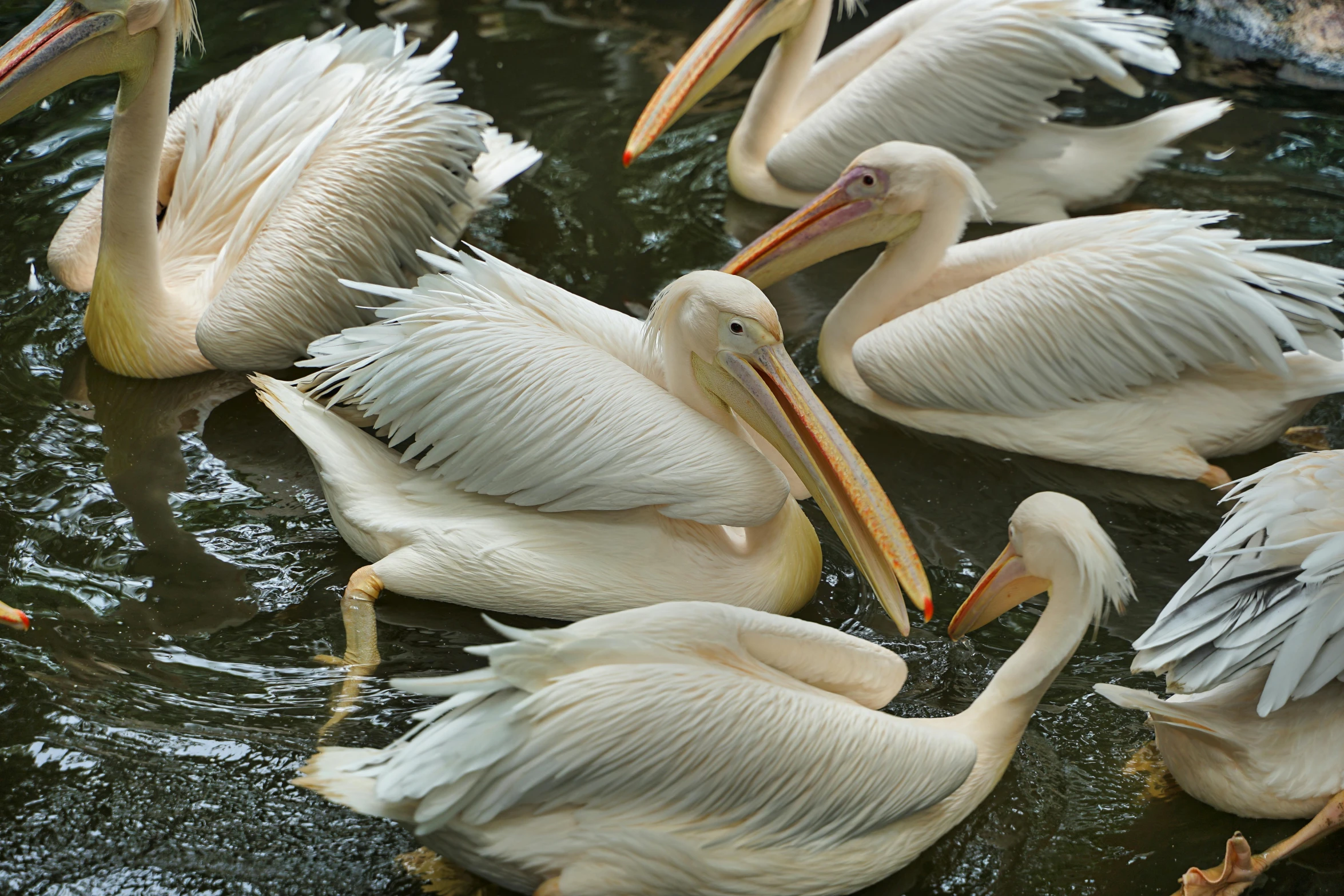 a group of pelicans swimming in a body of water, by Elizabeth Durack, pexels contest winner, hurufiyya, intense albino, closeup 4k, mystical kew gardens, grey