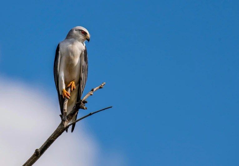 a bird sitting on top of a tree branch, grey skinned, falcon, 33mm photo, fan favorite