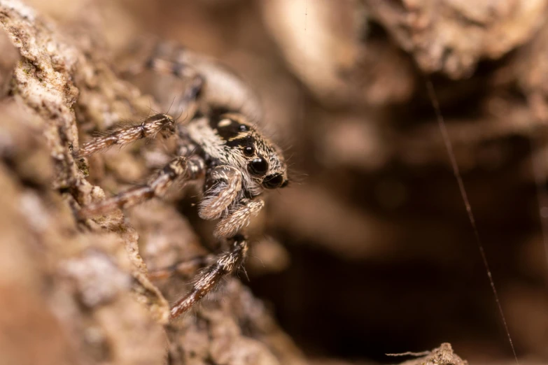 a close up of a spider on a rock, pexels contest winner, hurufiyya, jumping spider, mid 2 0's female, the spider thicket, grey