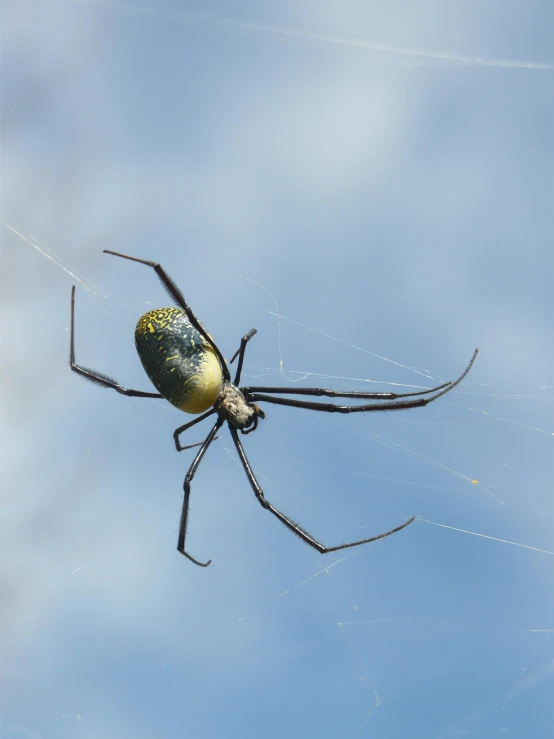 a close up of a spider on a web, by Terese Nielsen, pexels contest winner, hurufiyya, beautiful black blue yellow, ultra detailed wire decoration, geometrically realistic, ilustration