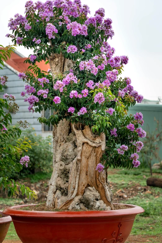 a bonsai tree with purple flowers in a red pot, tree stump, really large bosum, over-shoulder shot, rhizomorphs