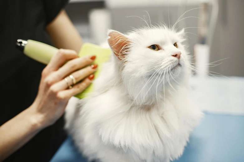 a white cat being groomed by a woman, a photo, by Nicolette Macnamara, shutterstock, lachlan bailey, wet brush, with white fluffy fur, thumbnail