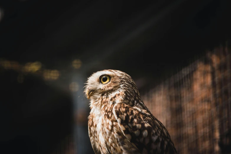 a close up of a bird in a cage, a portrait, pexels contest winner, nite - owl, portrait of tall, 🦩🪐🐞👩🏻🦳, portrait of a small