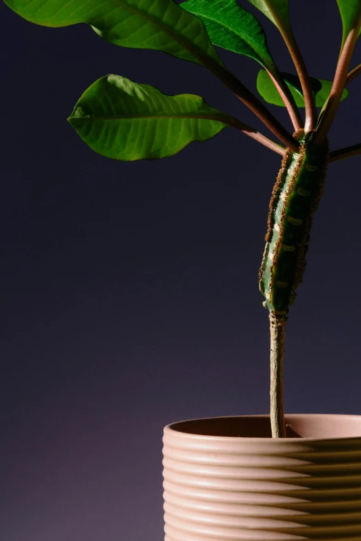 a close up of a plant in a pot, by Rachel Reckitt, conceptual art, the caterpillar, dramatic product lighting, including a long tail, made of bonsai