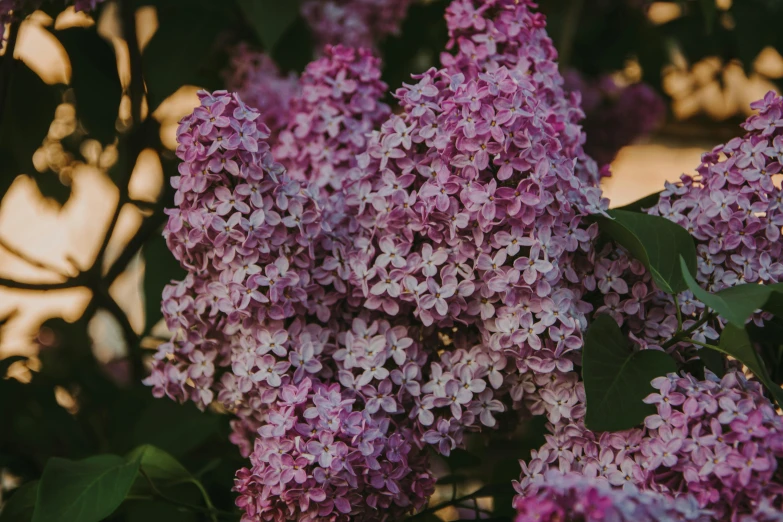 a close up of a bunch of purple flowers, unsplash, lilac bushes, instagram post, evening lighting, extremely high resolution