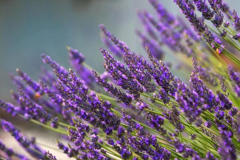 a close up of a bunch of purple flowers, by Carey Morris, pexels, in a lavender field in france, 🦩🪐🐞👩🏻🦳, blue, hd wallpaper