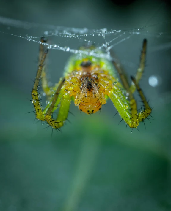 a close up of a spider on a leaf, by Sebastian Spreng, yellow and green, highly detailed 8k photo, eye level shot, webs