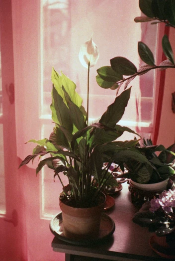 a couple of potted plants sitting on top of a table, a still life, inspired by Elsa Bleda, petra collins, sun flares, lillies, brightly lit pink room