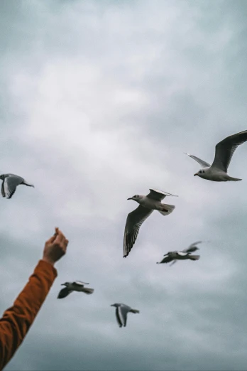 a person standing in front of a flock of birds, pexels contest winner, two hands reaching for a fish, overcast skies, seagull, 🦩🪐🐞👩🏻🦳