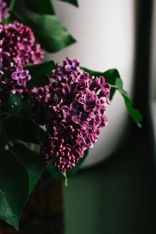 a vase filled with purple flowers next to a window, unsplash, lilacs, high angle close up shot, lush flora, f / 2 0