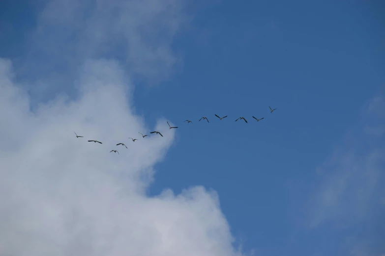 a flock of birds flying through a blue sky, a photo, pexels contest winner, crane, curvature, photographic print, version 3