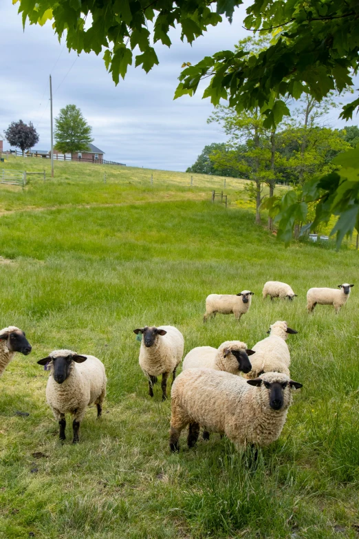 a herd of sheep standing on top of a lush green field, pittsburgh, slide show