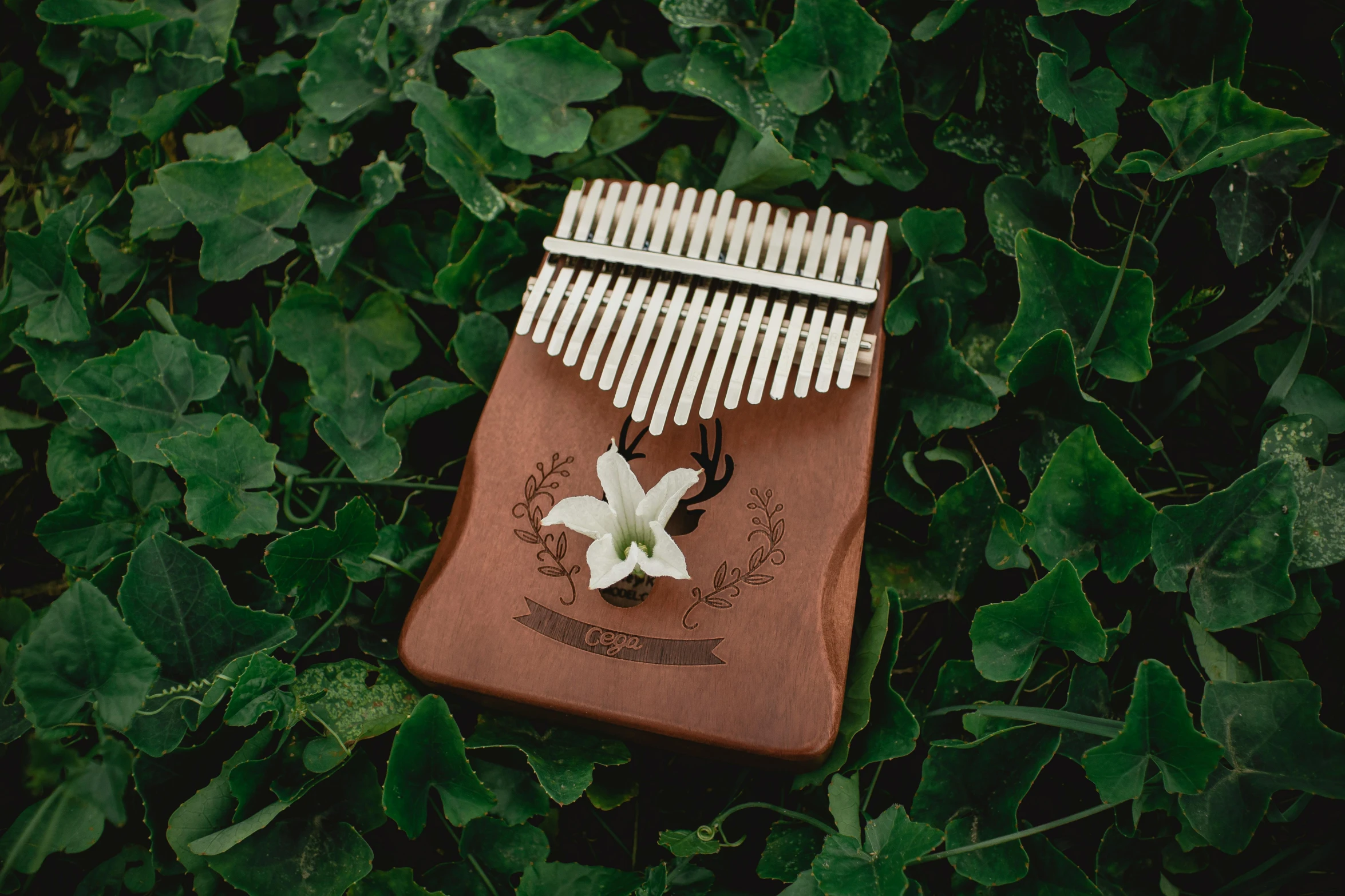 a musical instrument sitting on top of a lush green field, an album cover, by Elsa Bleda, hurufiyya, a wooden, hymenocallis coronaria, miniature product photo, abcdefghijklmnopqrstuvwxyz