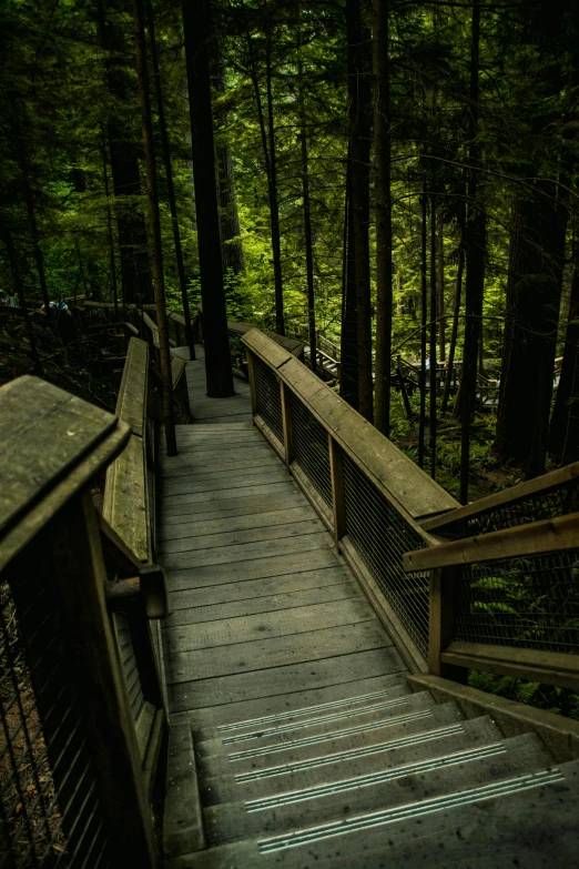 a wooden walkway in the middle of a forest, inspired by Emily Carr, unsplash, coming down the stairs, multiple stories, dim lit, ca