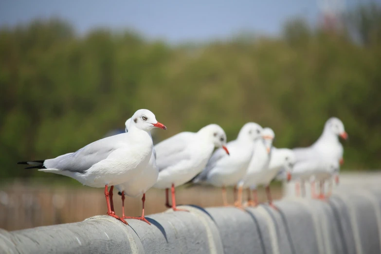 a group of seagulls standing on top of a cement wall, by Paul Bird, arabesque, feed troughs, lightweight, 15081959 21121991 01012000 4k, group of seven