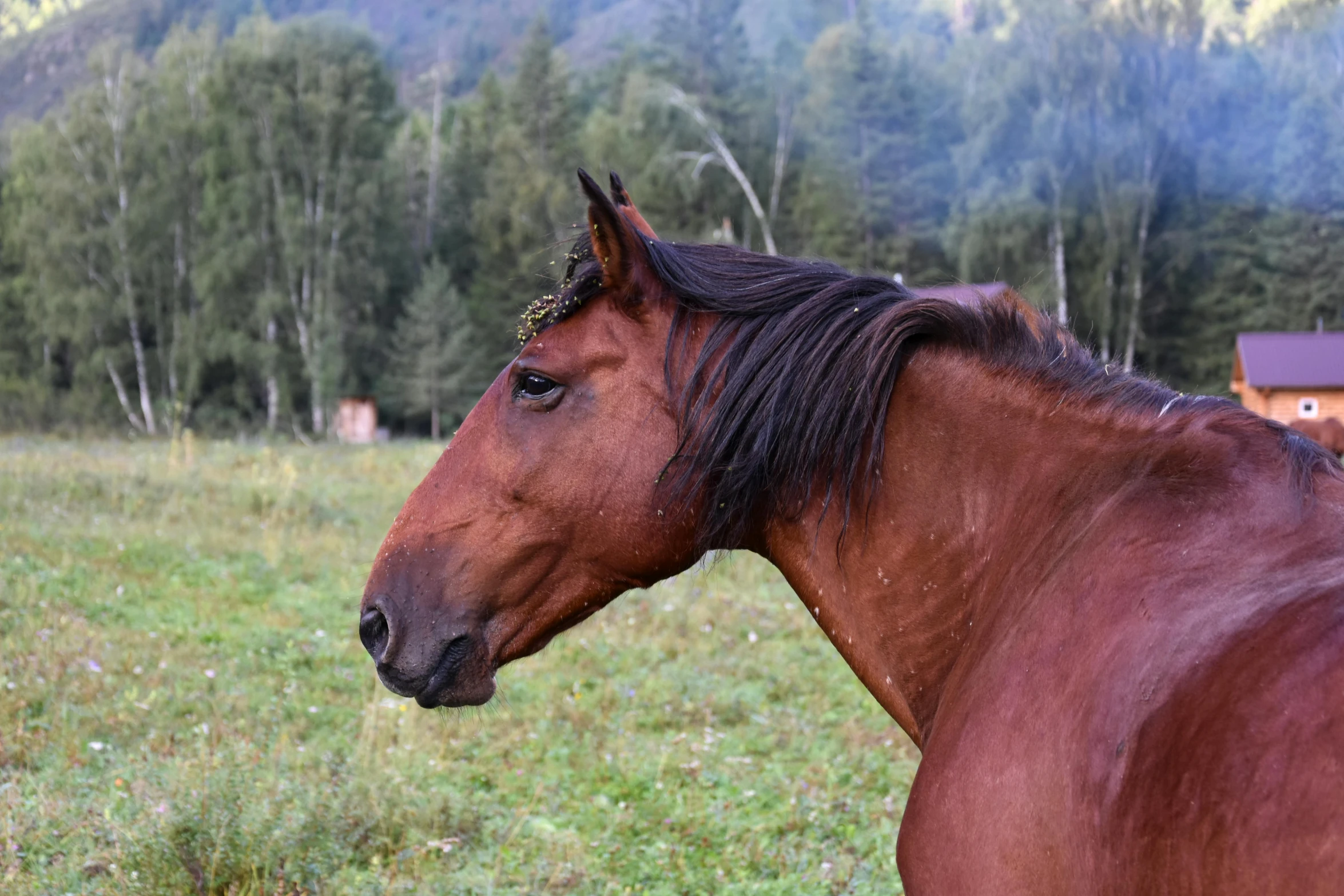 a brown horse standing on top of a lush green field, profile image