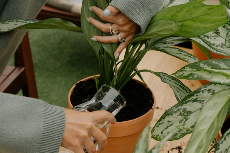 a close up of a person holding a plant in a pot, glassware, charli bowater, pouring, detailed product image