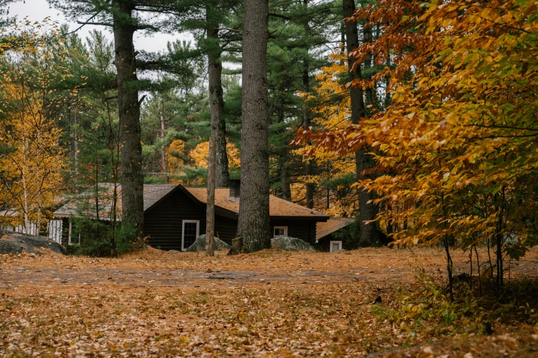 a cabin in the woods with leaves on the ground, by Jessie Algie, pexels contest winner, fan favorite, huts, pine forest, varying locations